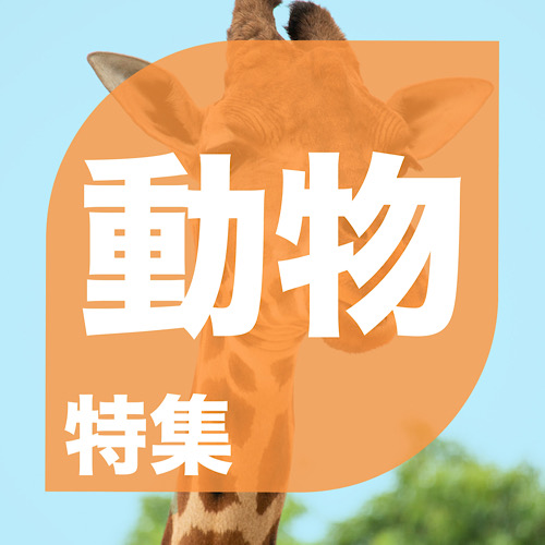 特集画像