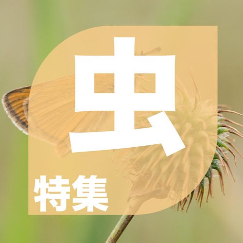 特集画像